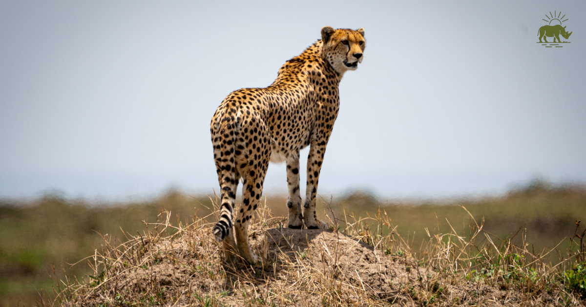 Safari Retreat Kenya